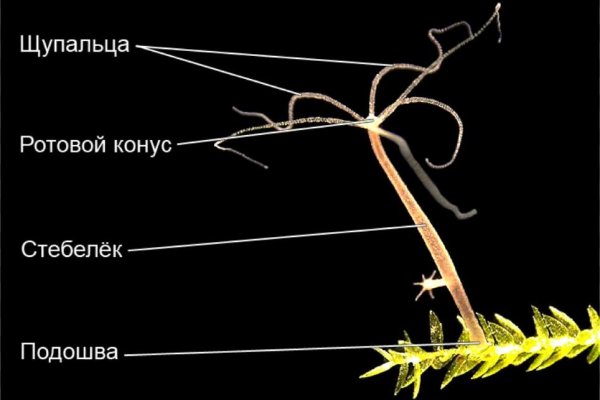 Кракен онион даркнет площадка